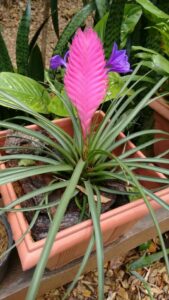 A bromeliad