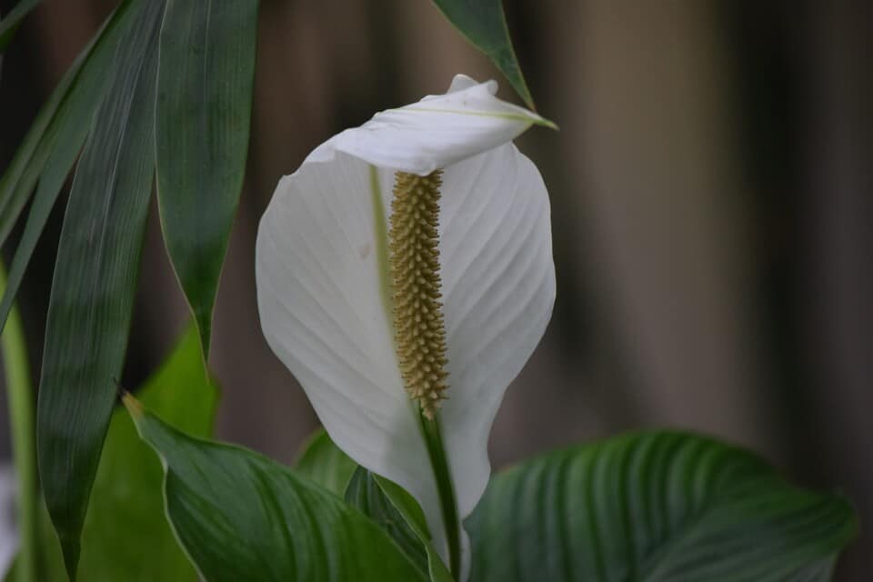 A peace lily on the article Can A Peace Lily Survive Outdoors