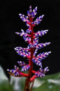 A beautiful purple and red flower