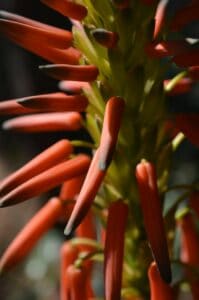 A bromeliad