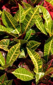 Green and yellow foliage