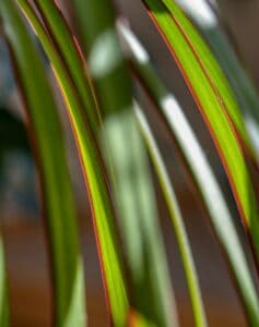 A dracaena