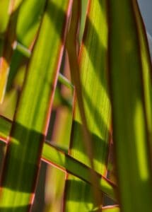 A dracaena