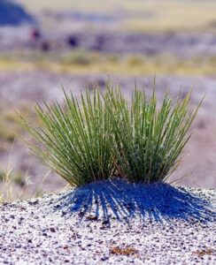 A yucca