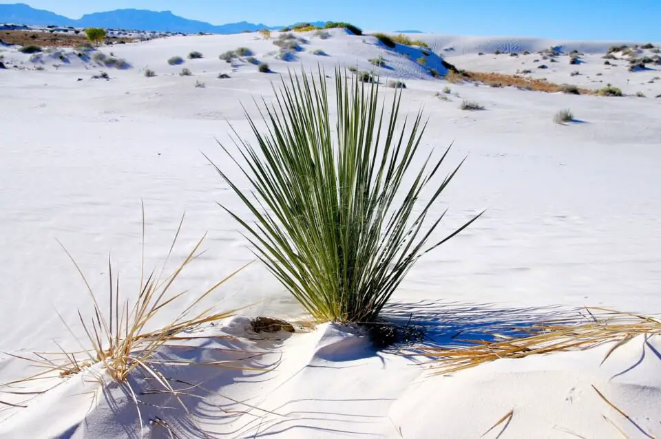 A yucca on the article Dracaena vs Yucca