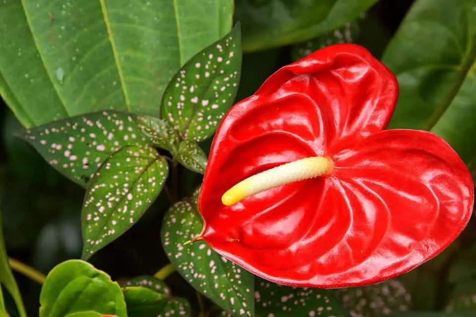 An anthurium on the article Anthurium Light Requirements