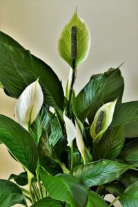 Multiple peace lily flowers which are green and white