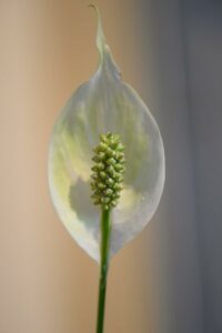 Peace Lily Light Requirements: Type, How Much & More