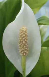 A peace lily