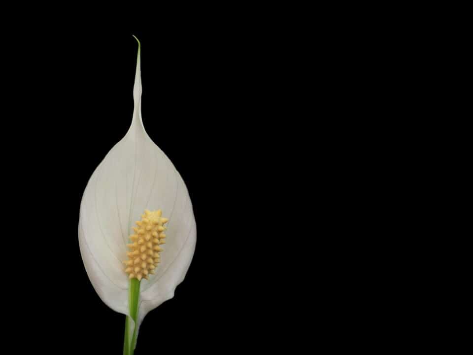 A peace lily on the article Peace Lily Fertilizer Guide