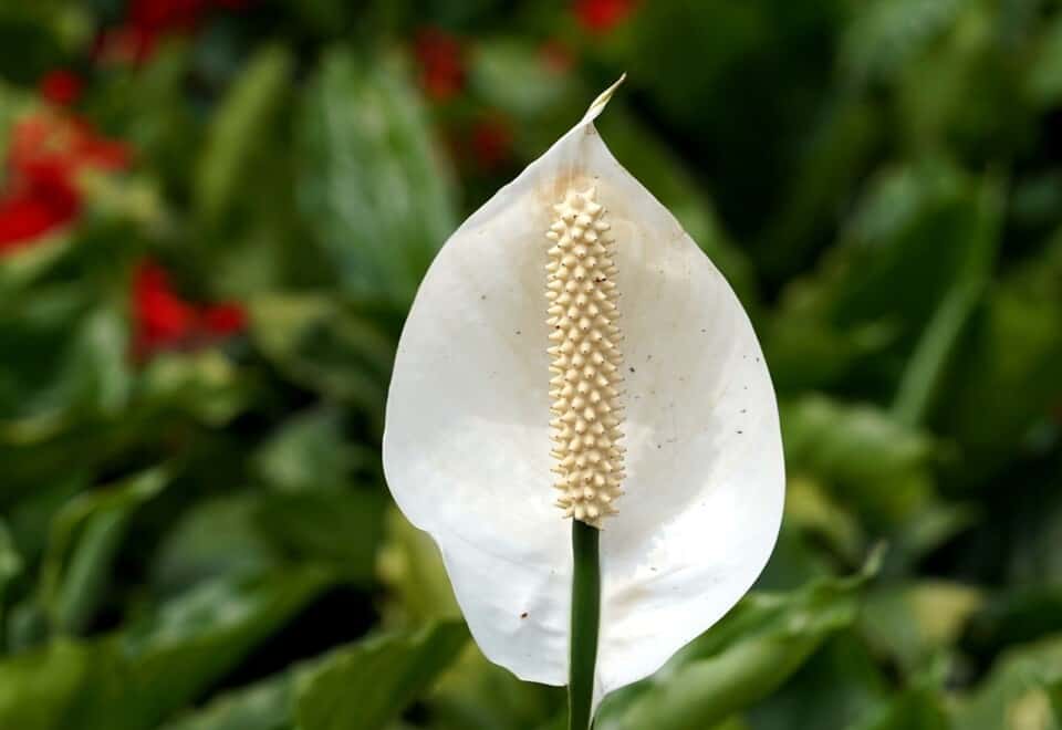 A peace lily on the article What Are the Benefits of a Peace Lily?