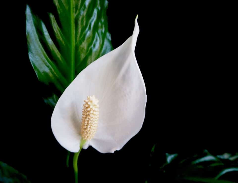 A peace lily on the article Should You Give Your Peace Lilies Coffee Grounds