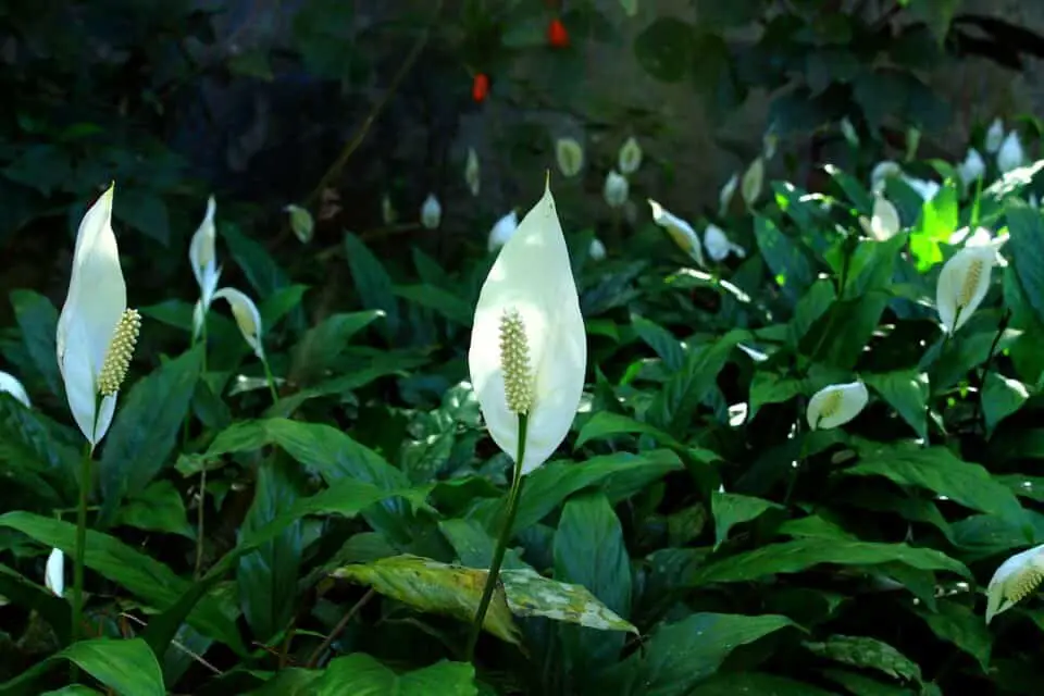A peace lily on the article What is the Ideal Humidity for a Peace Lily