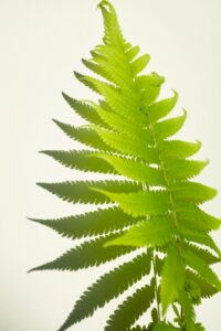 A Boston fern