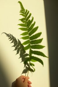 A boston fern