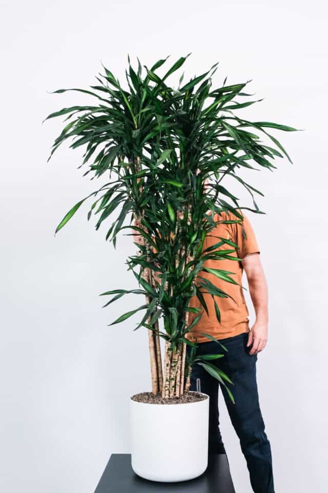 Dracaena Marginata Light Requirements Type, effects & More