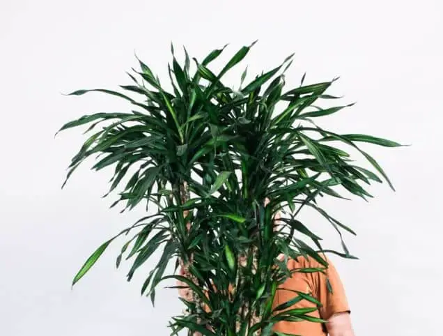 A Dracaena Marginata on the article What are the Benefits of a Dracaena
