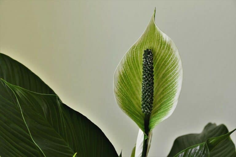 Why are my Peace Lily Flowers Turning Green? How to Save it