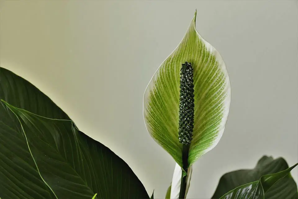 A peace lily on the article Why are my Peace Lily Flowers Turning Green
