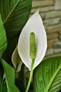 A white peace lily flower with a green centre