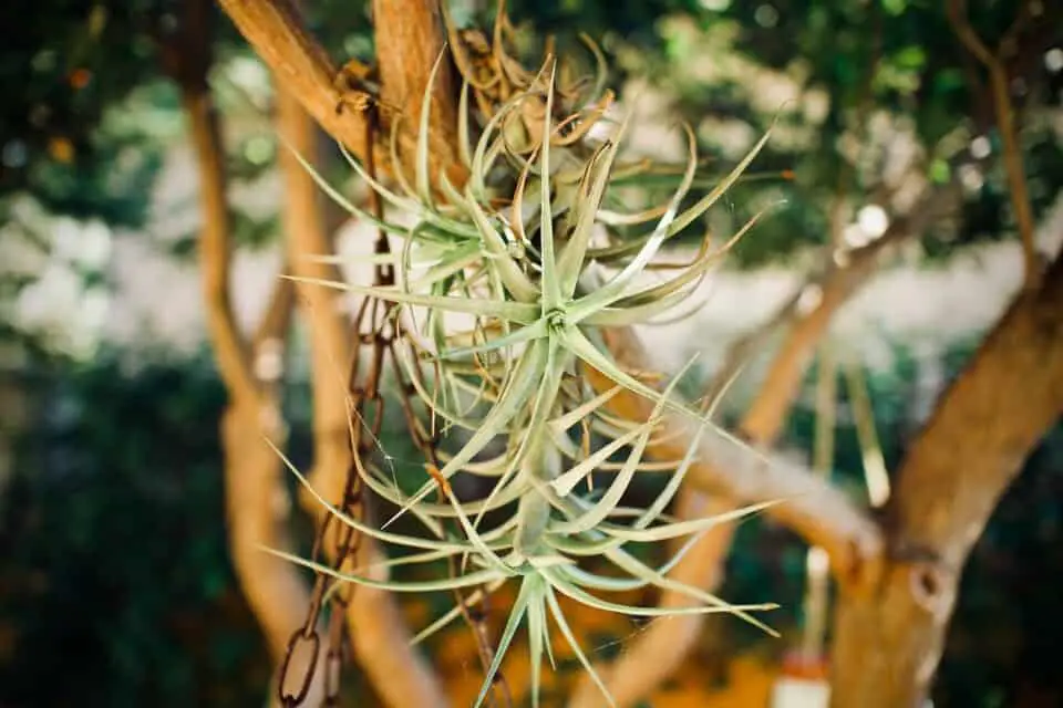 An air plant on the article What is the Ideal Humidity for an Air Plant