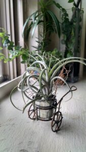 An air plant