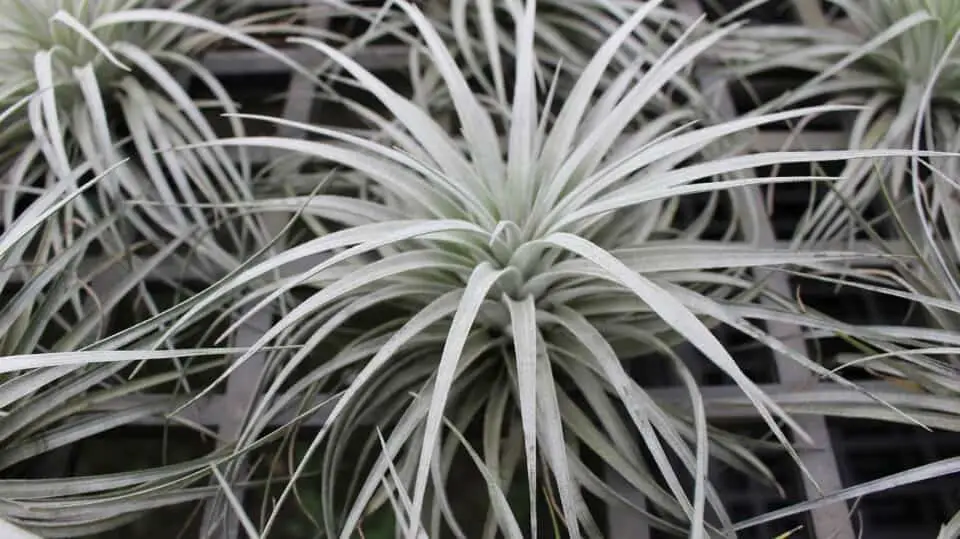An air plant on the article How Big Can an Air Plant Get