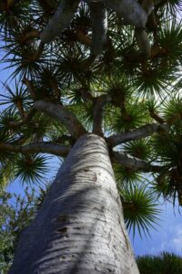 A dragon tree