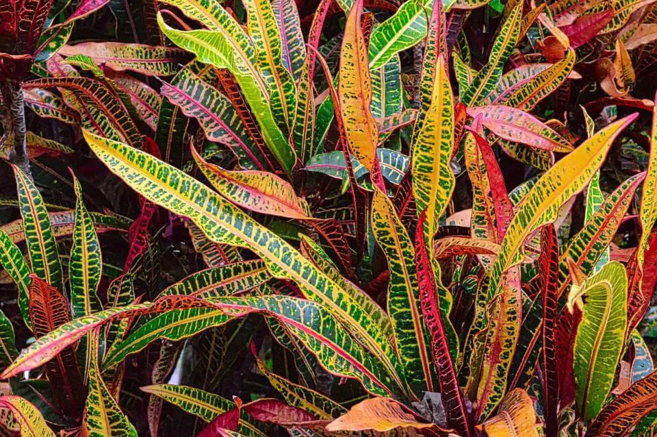 A croton on the article Croton