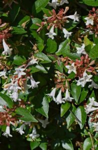 An abelia