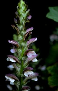 A purple flowered plant