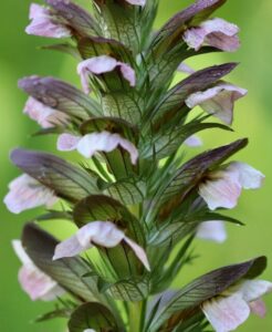 An acanthus