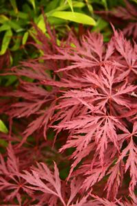 A Japanese maple