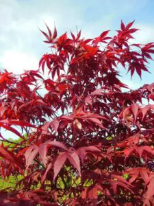 A Japanese maple