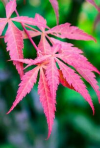 An acer