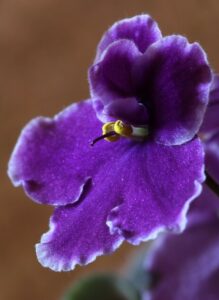 African Violets