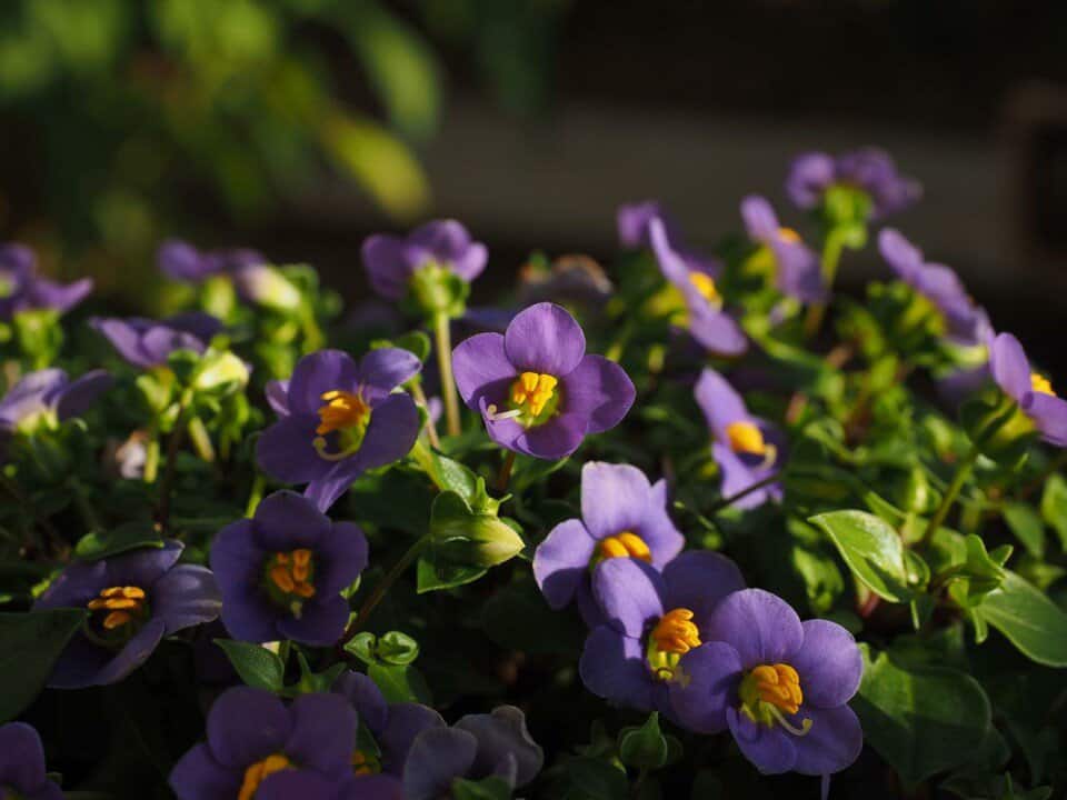 An African violet on the article Can African Violets Grow Outside