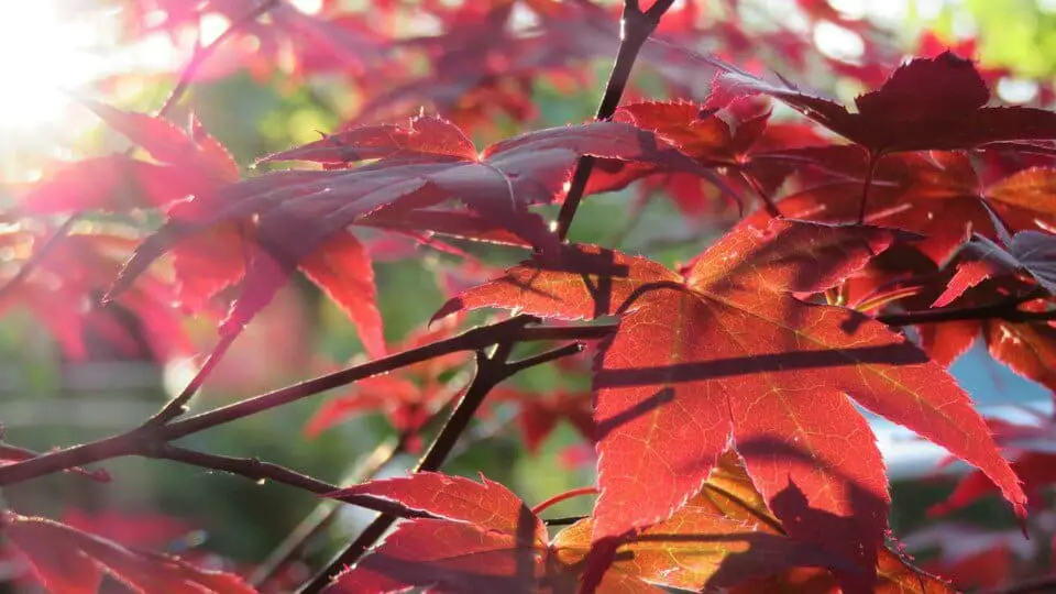 A Japanese maple on the article Japanese Maple Light Requirements