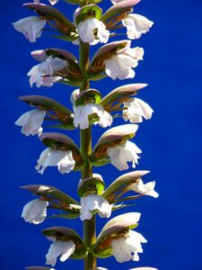 An acanthus