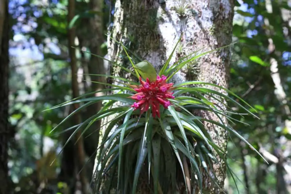 A bromeliad on the article How Big Does a Bromeliad Get