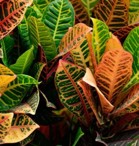 A croton