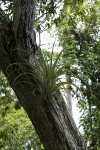 An air plant