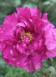 A peony