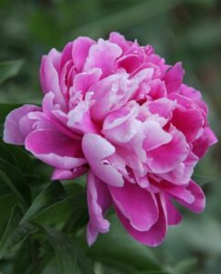 A pink peony