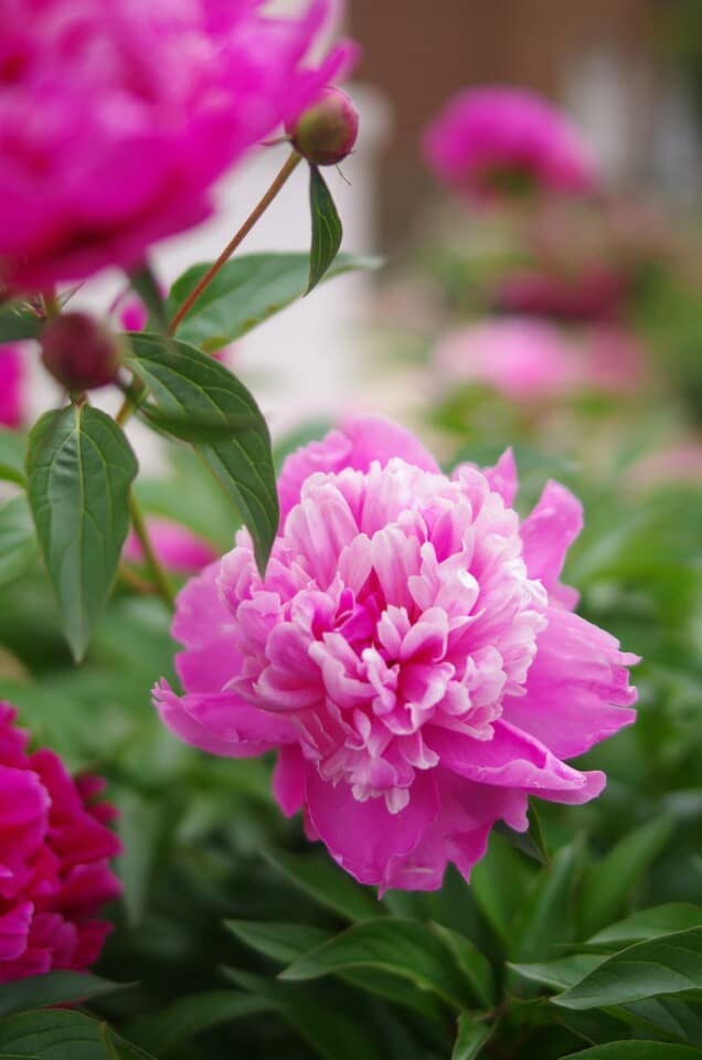 Do Peonies Bloom More Than Once? Tips for Peony Blooming