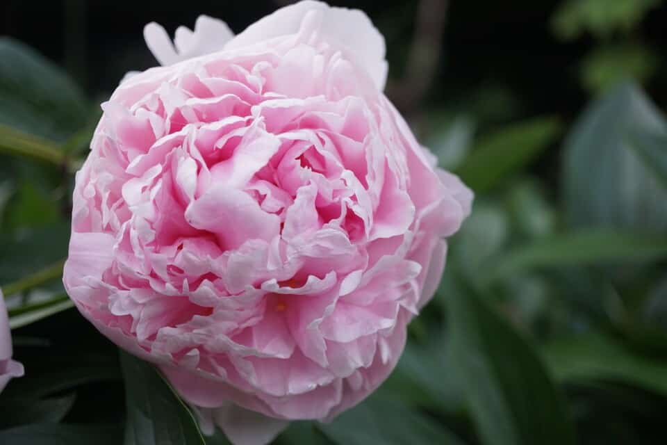 A peony on the article Do Peonies Bloom More Than Once