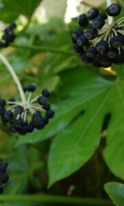 A fatsia Japonica