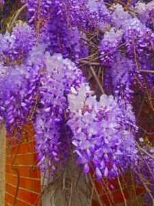 A wisteria