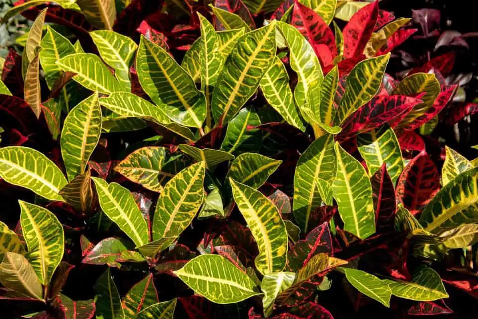 A croton on the article What is the Best Soil for a Croton