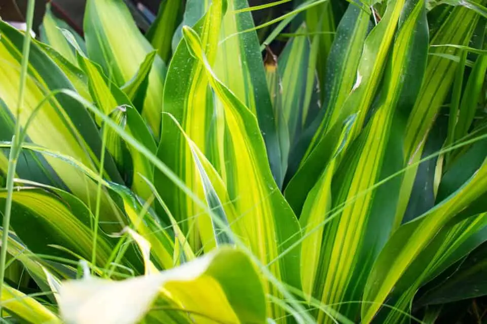 A dracaena on the article Why is my Dracaena Turning Yellow